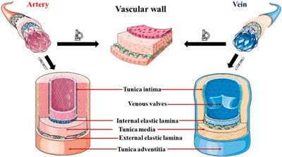 Connecting epigenetics and inflammation in vascular senescence: state of the art, biomarkers and senotherapeutics